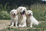 GOLDEN RETRIEVER 622